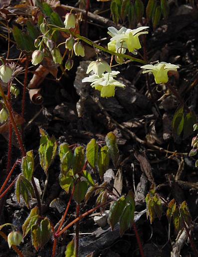Elfenblume - Epimedium x versicolor