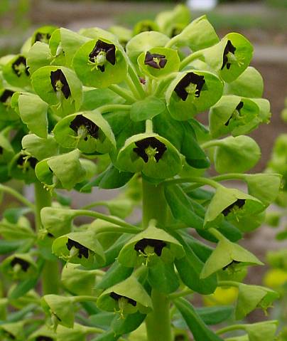 Euphorbia characias - Palisaden-Wolfsmilch - large mediterranean spurge