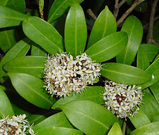 Skimmia japonica subsp. reevesiana - Japanische Skimmie - 