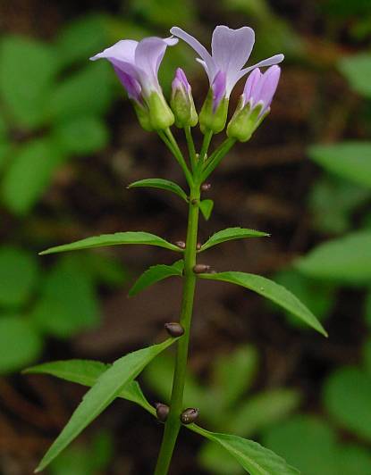 Cardamine bulbifera - Zwiebel-Zahnwurz - bulb-bearing toothwort