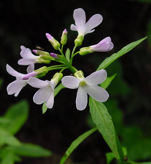 Cardamine bulbifera - Zwiebel-Zahnwurz - bulb-bearing toothwort