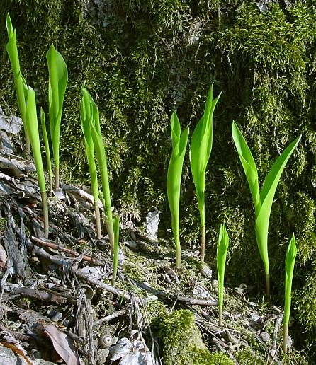 Convallaria majalis - Maiglöckchen - European lily of the valley