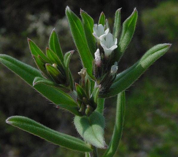Lithospermum arvense - Acker-Steinsame - corn gromwell