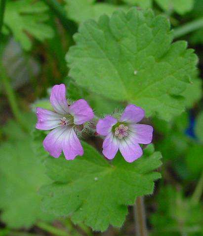 Geranium rotundifolium - Rundblättriger Storchschnabel - roundleaf cranesbill