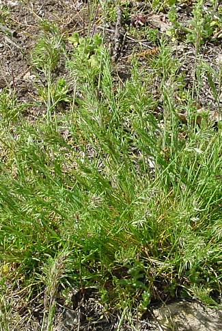 Poa bulbosa - Knolliges Rispengras - bulbous bluegrass