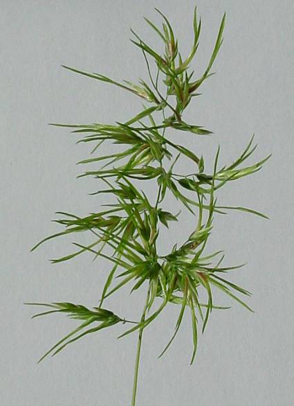 Poa bulbosa - Knolliges Rispengras - bulbous bluegrass