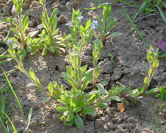 Myosotis arvensis - Acker-Vergissmeinnicht - field forget-me-not