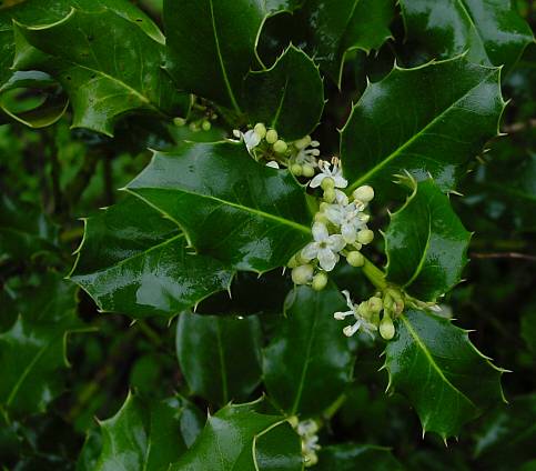 Ilex aquifolium - Stechpalme - English holly
