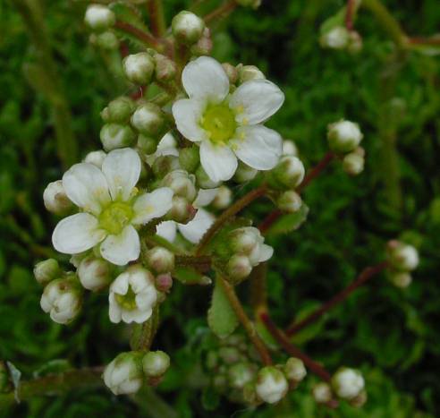 Saxifraga paniculata - Rispen-Steinbrech - white mountain saxifrage