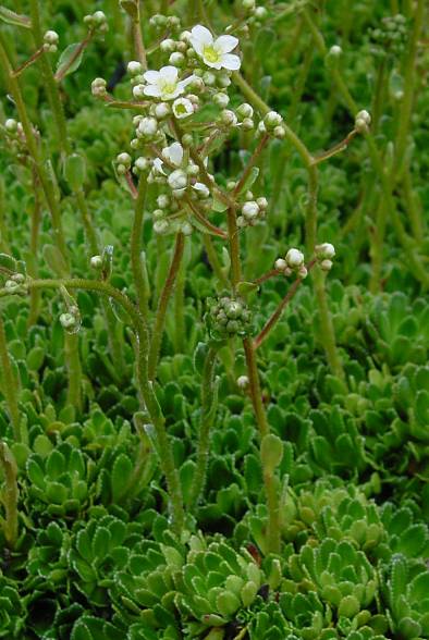 Saxifraga paniculata - Rispen-Steinbrech - white mountain saxifrage