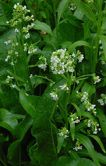Armoracia rusticana - Meerrettich - horseradish
