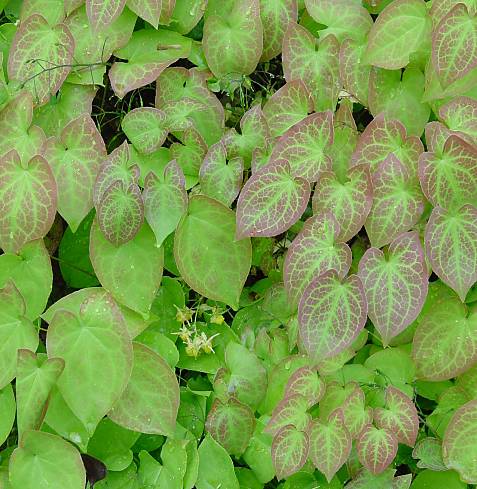Epimedium x versicolor - Elfenblume - barrenwort