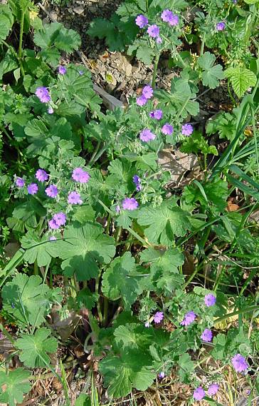 Geranium pyrenaicum - Pyrenäen-Storchschnabel - hedgerow cranesbill