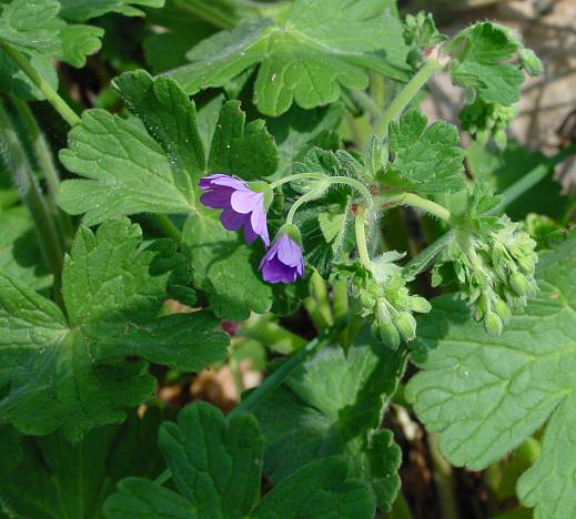 Geranium pyrenaicum - Pyrenäen-Storchschnabel - hedgerow cranesbill