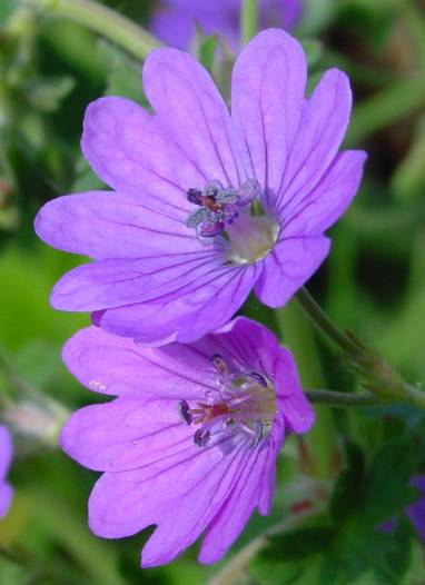 Geranium pyrenaicum - Pyrenäen-Storchschnabel - hedgerow cranesbill