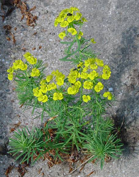 Euphorbia cyparissias - Zypressen-Wolfsmilch - cypress spurge