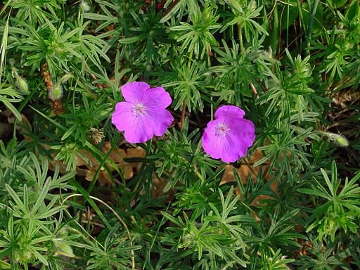 Geranium sanguineum - Blutroter Storchschnabel - bloody cranesbill