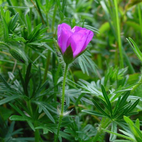 Geranium sanguineum - Blutroter Storchschnabel - bloody cranesbill