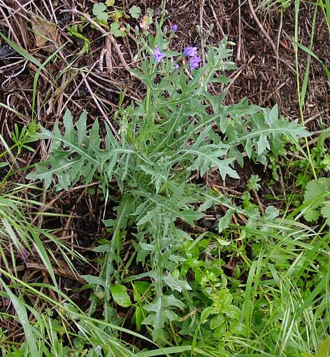 Lactuca perennis - Blauer Lattich - tall blue lettuce