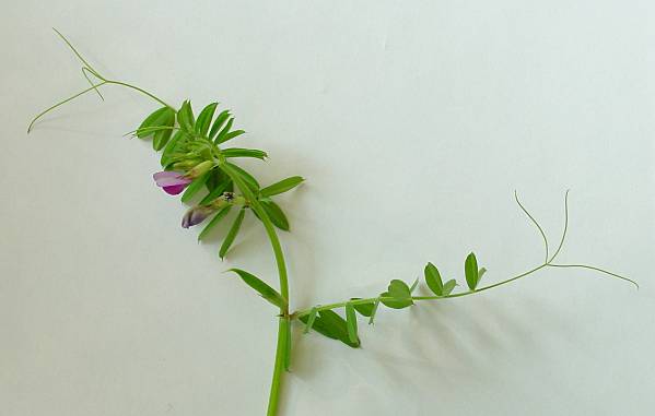 Vicia angustifolia - Schmalblatt-Wicke - garden vetch