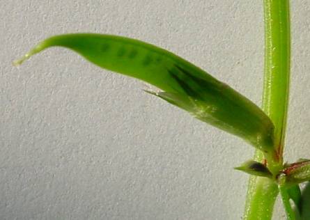 Vicia angustifolia - Schmalblatt-Wicke - garden vetch