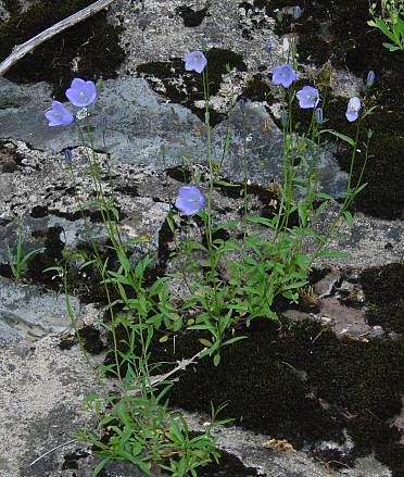 Campanula rotundifolia - Rundblättrige Glockenblume - bluebell bellflower