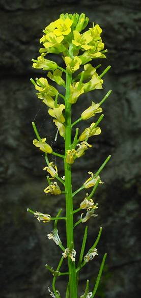 Barbarea vulgaris - Gewöhnliches Barbarakraut - garden yellow rocket