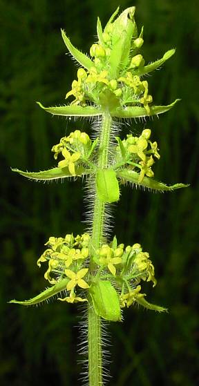 Cruciata laevipes - Kreuzlabkraut - smooth bedstraw