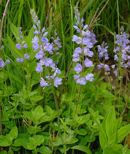 Veronica teucrium - Großer Ehrenpreis - broadleaf speedwell