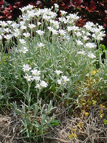 Cerastium tomentosum - Filziges Hornkraut - snow in summer