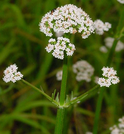 Valeriana dioica - Kleiner Baldrian - marsh valerian