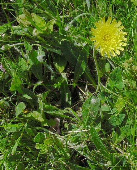 Hieracium pilosella - Kleines Habichtskraut - mouseear hawkweed