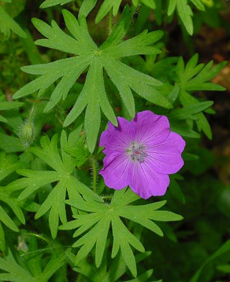 Geranium sanguineum - Blutroter Storchschnabel - bloody cranesbill