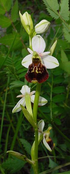 Ophrys holoserica - Hummel-Ragwurz - late spider orchid