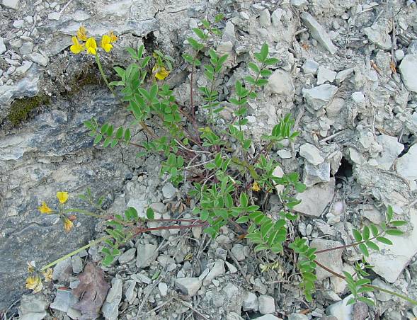 Hippocrepis comosa - Hufeisen-Klee - horseshoe vetch