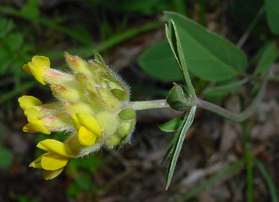 Anthyllis vulneraria - Echter Wundklee - common kidneyvetch