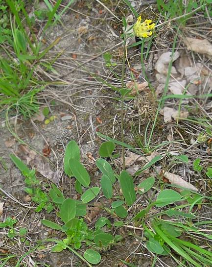 Anthyllis vulneraria - Echter Wundklee - common kidneyvetch