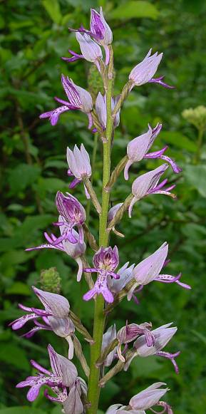 Orchis militaris - Helm-Knabenkraut - military orchid