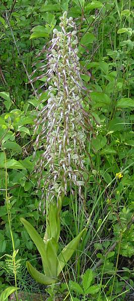 Himantoglossum hircinum - Bocks-Riemenzunge - lizard orchid