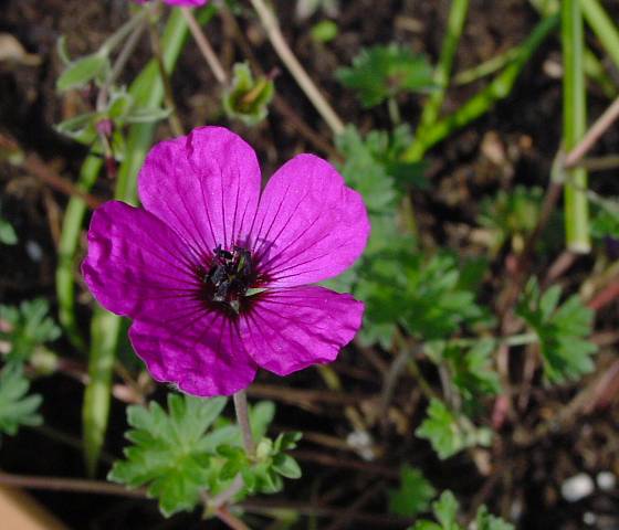 Geranium cinereum ssp. subcaulescens - Grauer Storchschnabel - ashy cranesbill