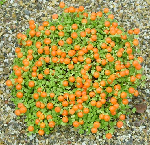 Nertera granadensis - Korallenmoos - bead plant