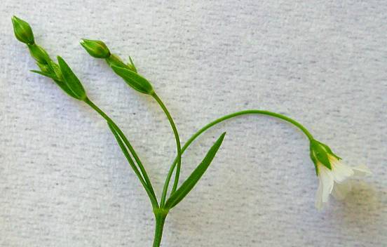 Linum catharticum - Purgier-Lein - fairy flax