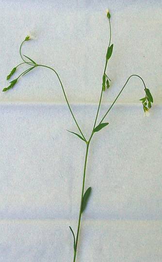 Linum catharticum - Purgier-Lein - fairy flax