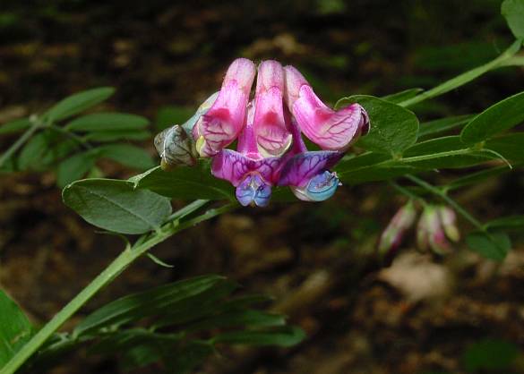 Lathyrus niger - Schwarzwerdende Platterbse - black pea