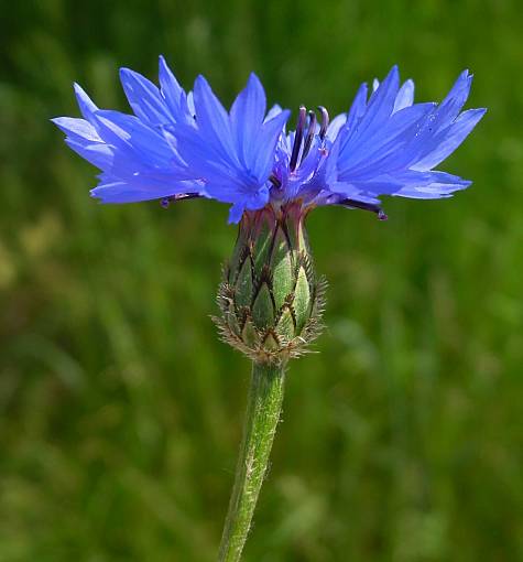 Centaurea cyanus - Kornblume - garden cornflower