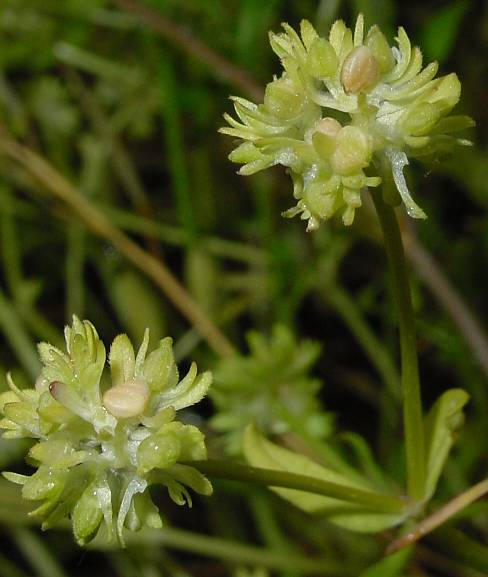 Valerianella locusta - Gewöhnlicher Feldsalat - cornsalad