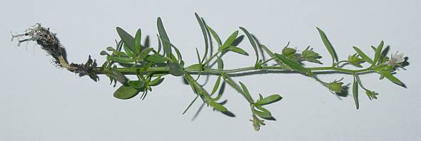 Chaenorhinum minus - Kleines Leinkraut - dwarf snapdragon