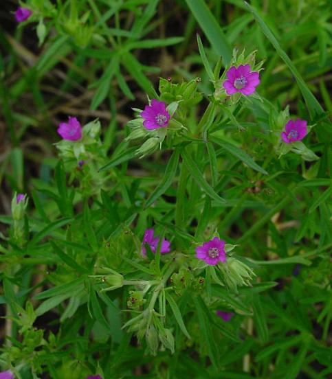 Geranium dissectum - Schlitzblättriger Storchschnabel - cutleaf cranesbill