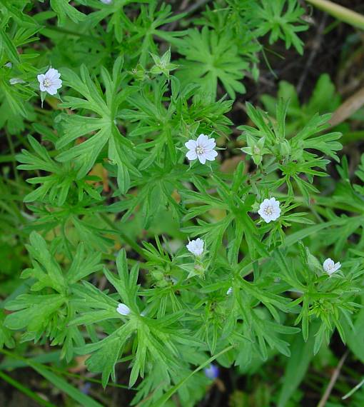 Geranium dissectum - Schlitzblättriger Storchschnabel - cutleaf cranesbill