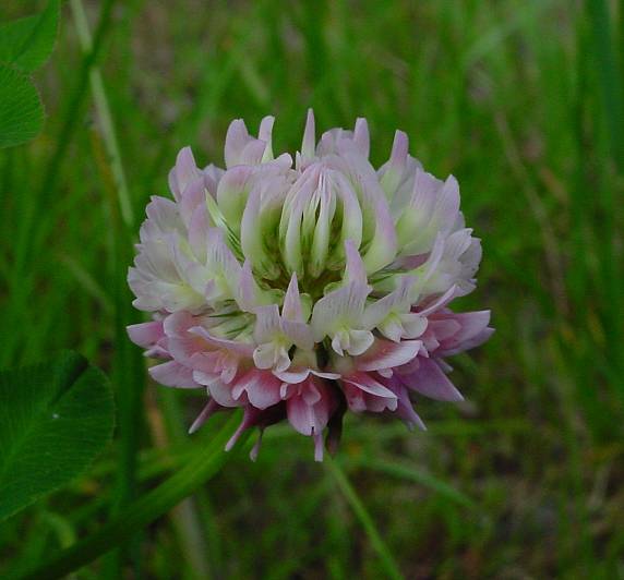 Trifolium hybridum - Schweden-Klee - alsike clover